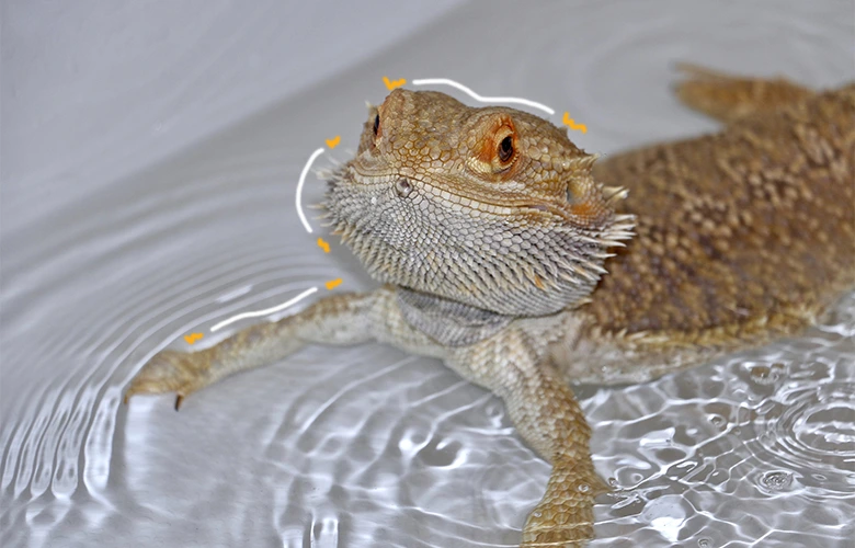 A bearded dragon having fun taking a bath