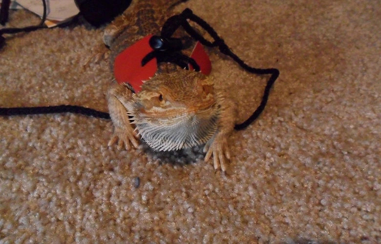 A bearded dragon looking cute with his leash on