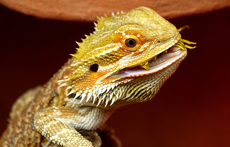 A bearded dragon using his teeth to eat