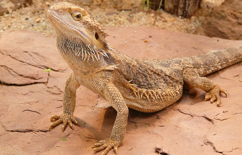 Many reptile owners have tan or brown bearded dragon