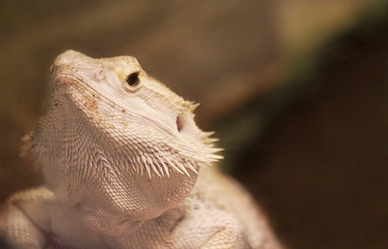 White bearded dragon is one of the best pet for reptile owners