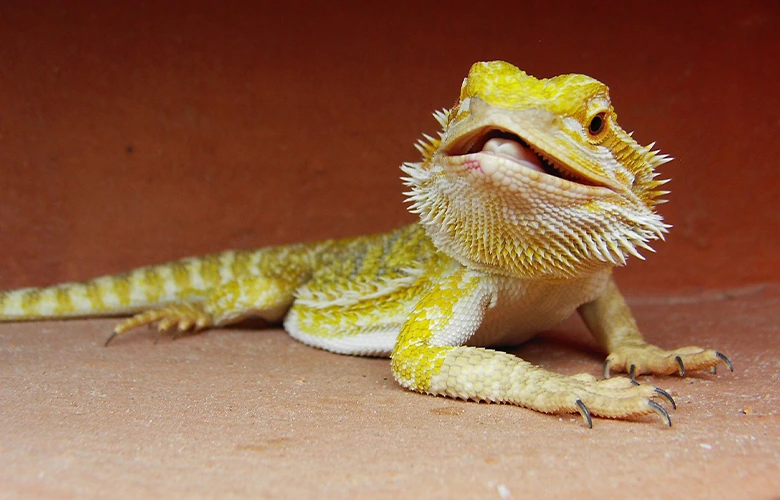 Many reptile owners likes yellow bearded dragons

