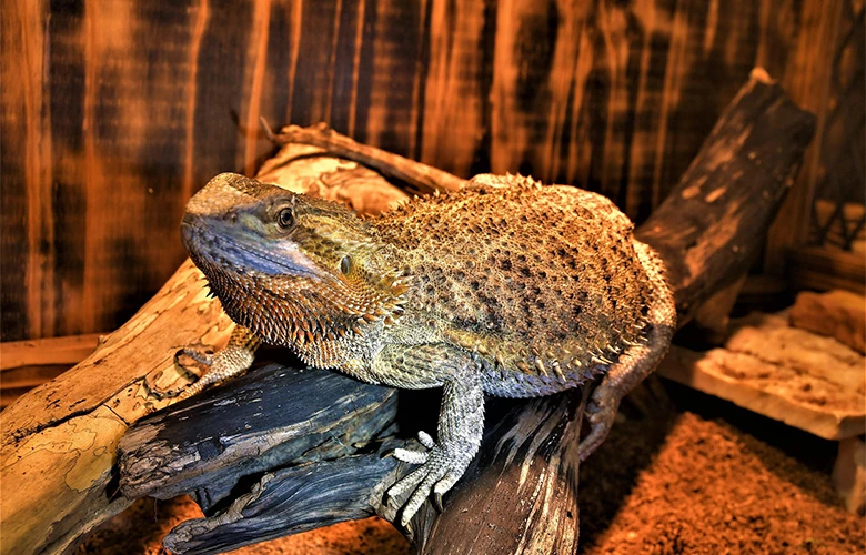 An adult bearded dragon crawling on a tree trunk