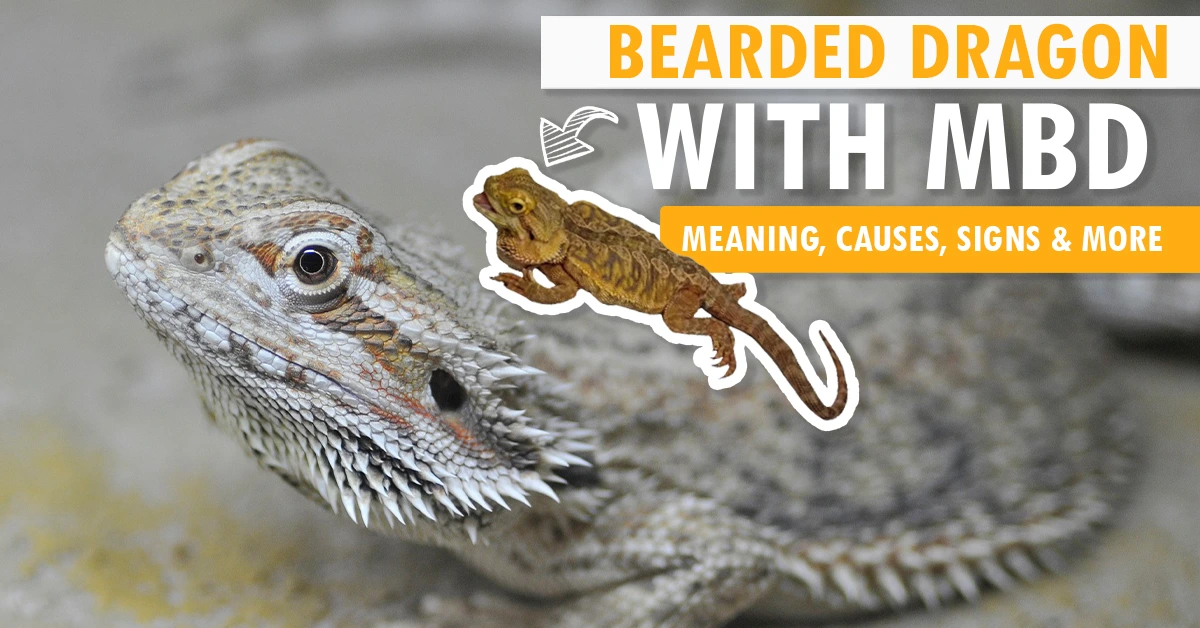 Bearded Dragon With MBD