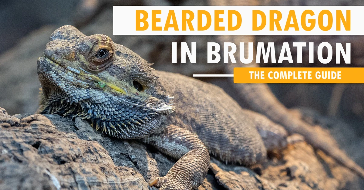 Bearded Dragon in Brumation