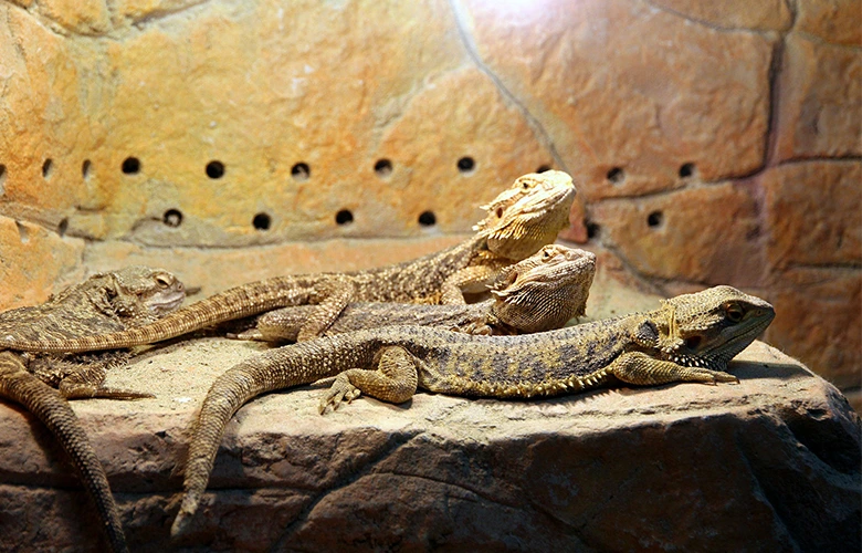 Bearded dragons resting under a heat lamp