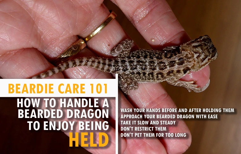 Beardie Care 101 how to handle a bearded dragon to enjoy being held