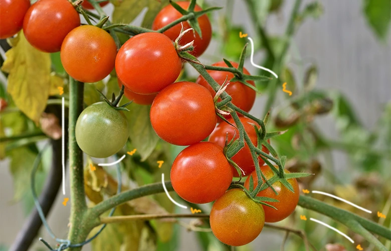 Bunch of tomatoes still attached on the stem