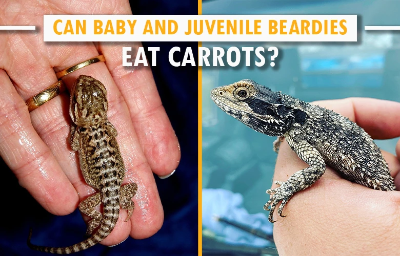 Can Baby and Juvenile Beardies Eat Carrots