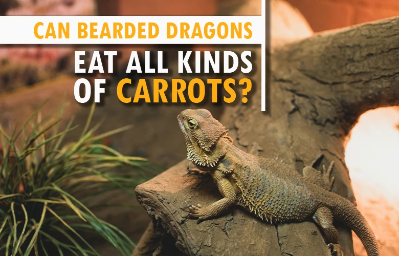 Can Bearded Dragons Eat All Kinds of Carrots?