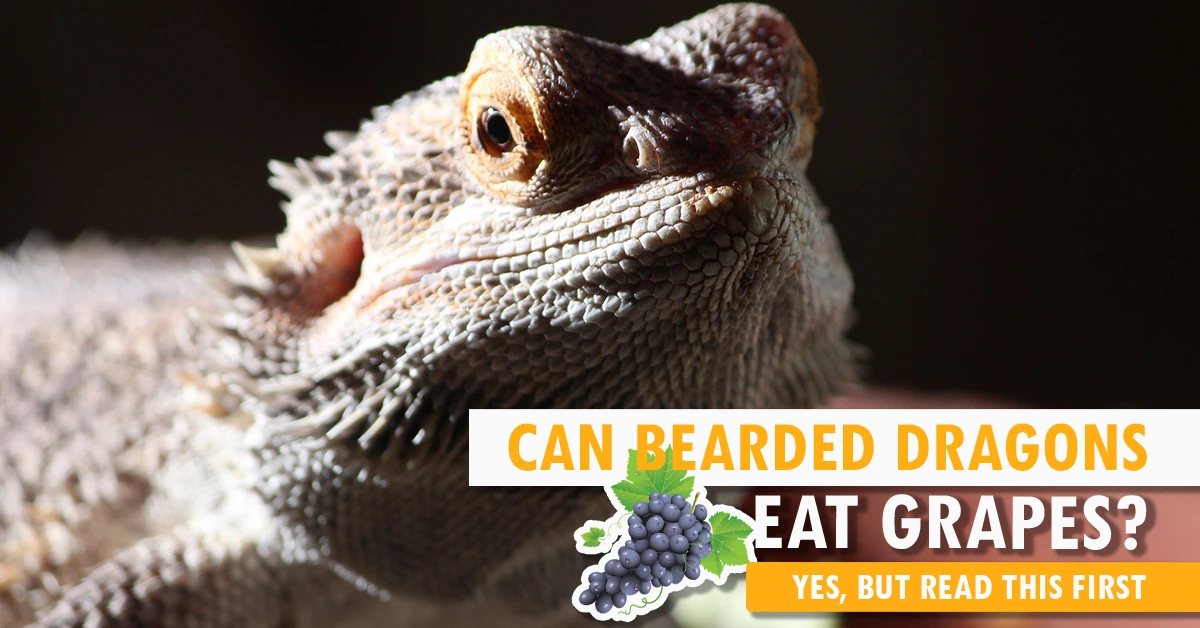 Can Bearded Dragons Eat Grapes
