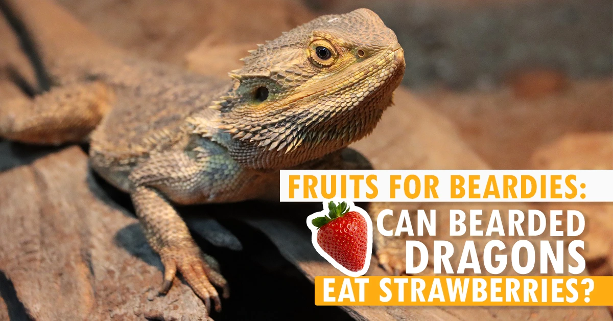 Can Bearded Dragons Eat Strawberries