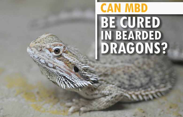 Can MBD be cured in bearded dragons