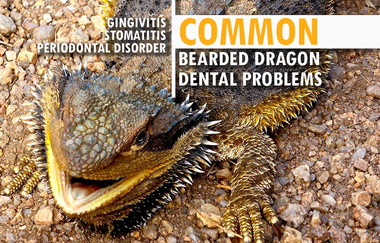 Common bearded dragon dental problems