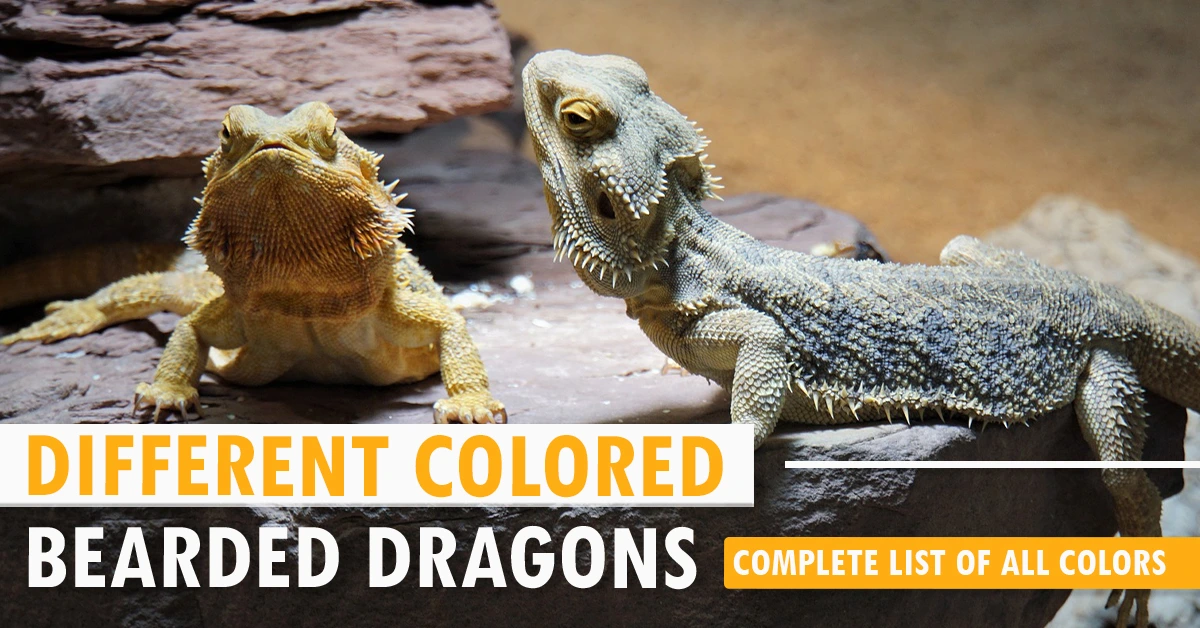Different Colored Bearded Dragons