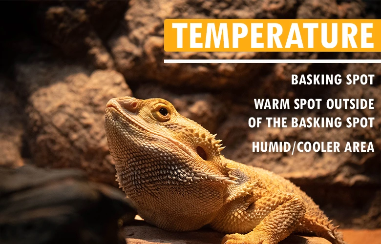 Different temperature levels for Bearded dragons