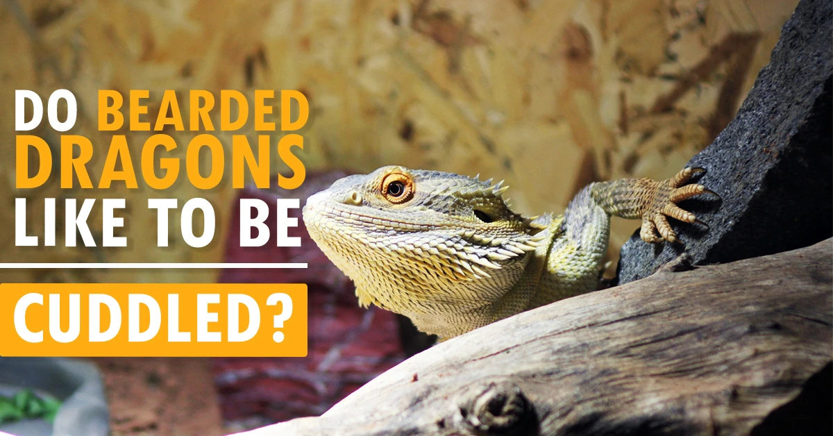 Do Bearded Dragons Like To Be Cuddled