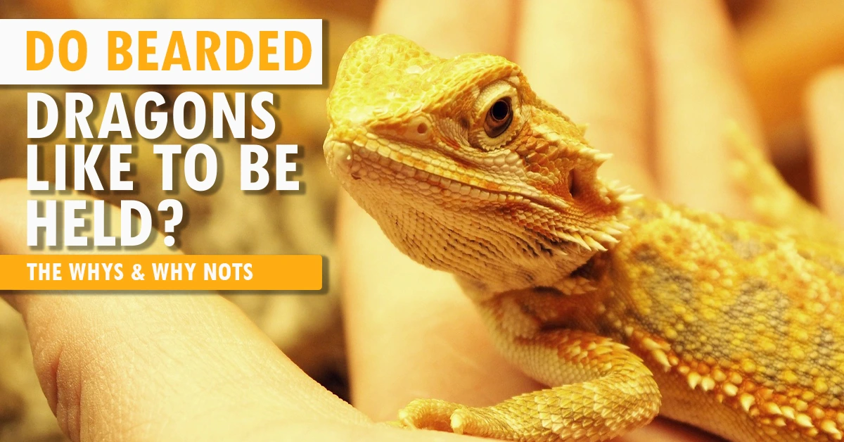 Do Bearded Dragons Like To Be Held