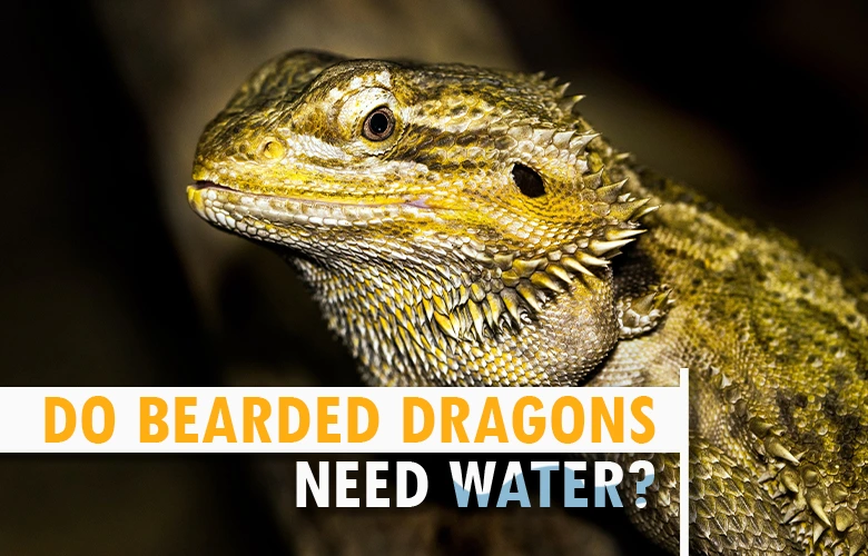 Do Bearded Dragons Need Water