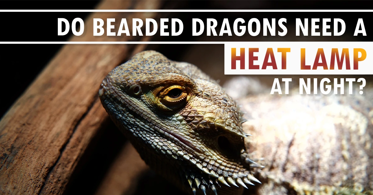 Do Bearded Dragons Need a Heat Lamp at Night