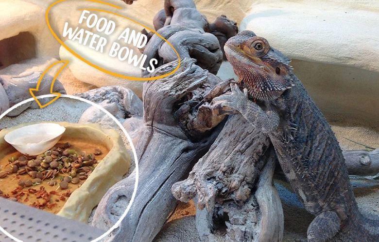Food and water bowls for Bearded dragons