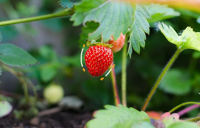 Fresh strawberry on a farm