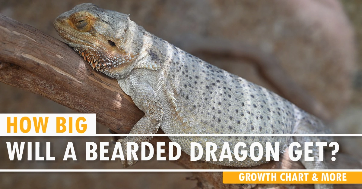 How Big Will a Bearded Dragon Get