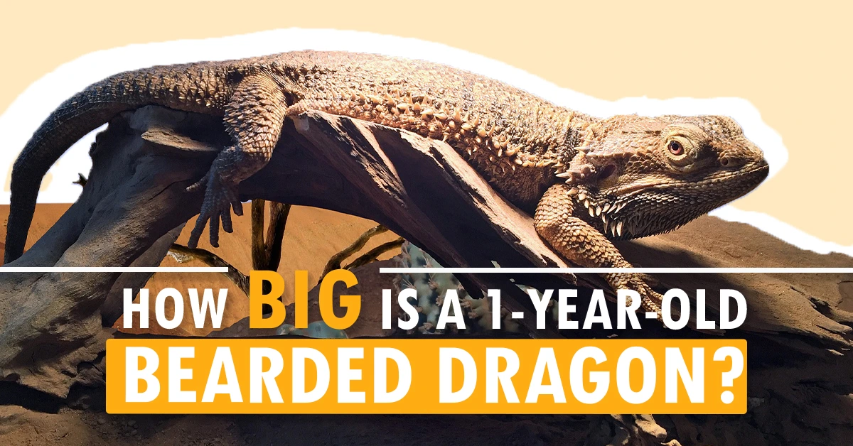 How Big is a 1-year-old Bearded Dragon