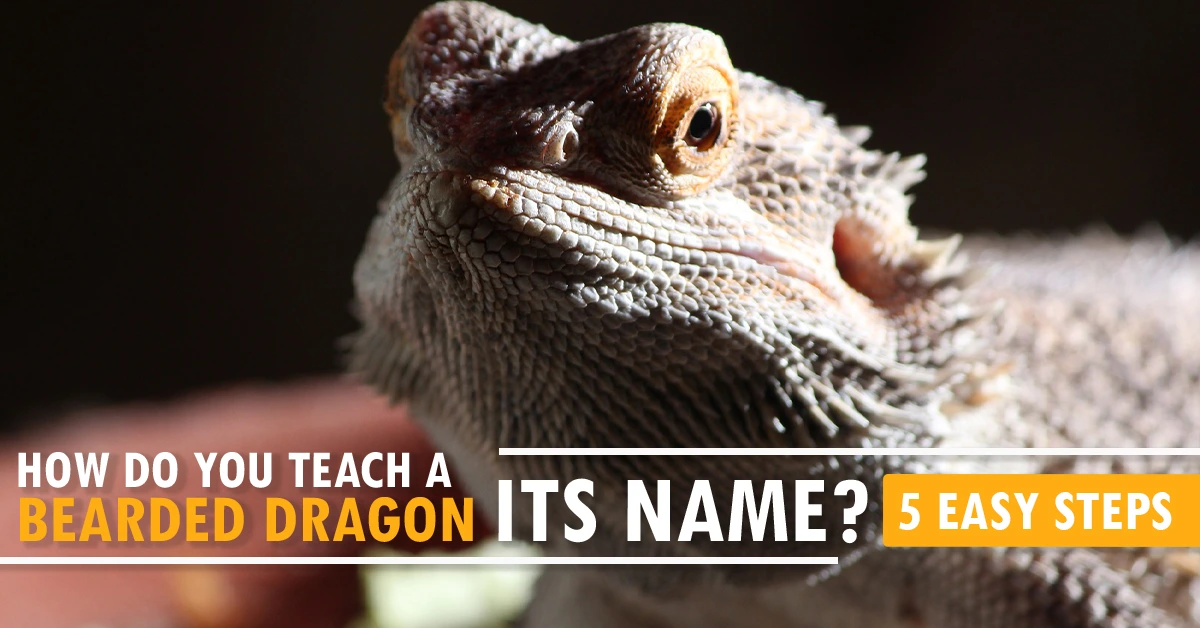 How Do You Teach a Bearded Dragon Its Name