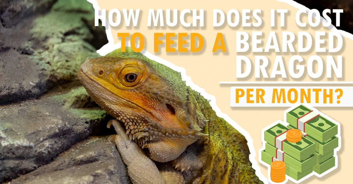 How Much Does It Cost To Feed A Bearded Dragon Per Month