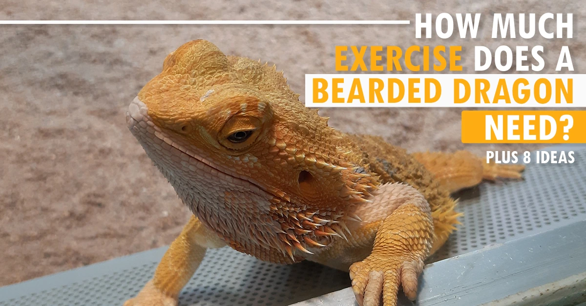 How Much Exercise Does A Bearded Dragon Need