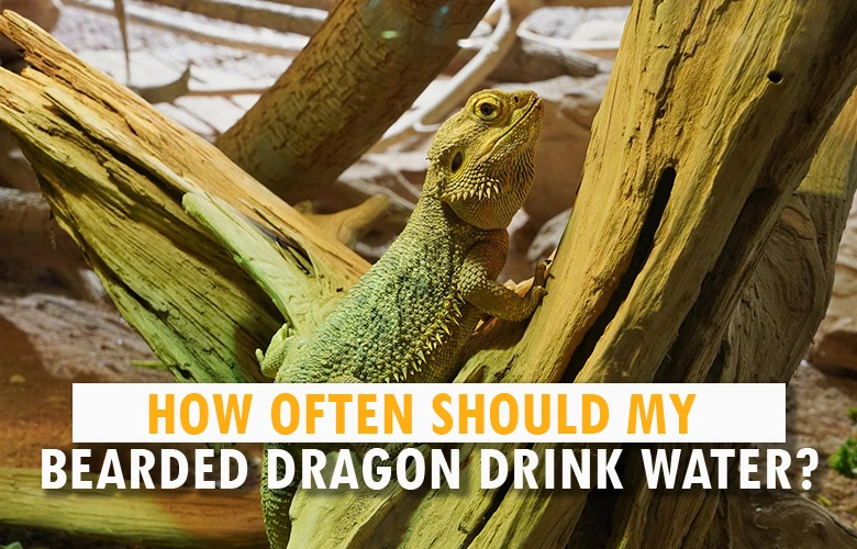 How Often Should My Bearded Dragon Drink Water