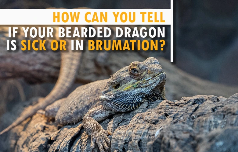 How can you tell if your bearded dragon is sick or in brumation