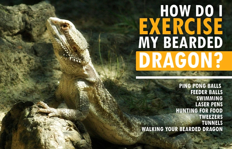 How do I exercise my bearded dragon