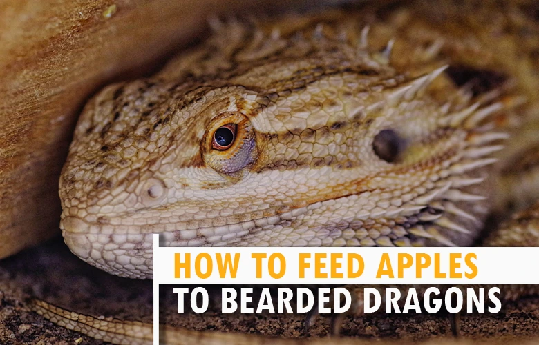 How to Feed Apples to Bearded Dragons