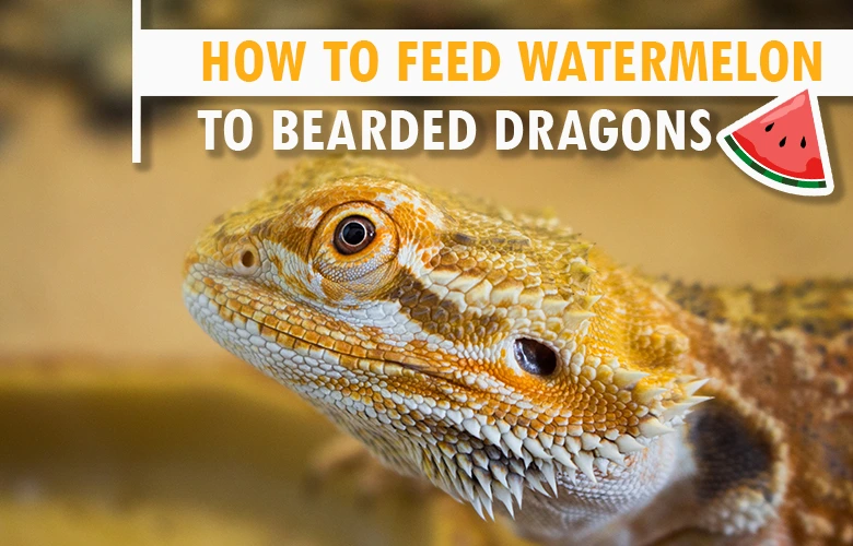 How to Feed Watermelon to Bearded Dragons