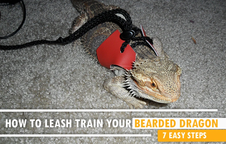 How to Leash Train Your Bearded Dragon