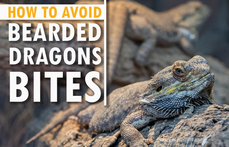 How to avoid bearded dragons bites