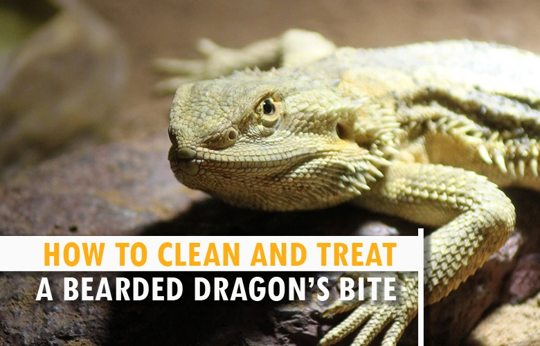 How to clean and treat a bearded dragon’s bite