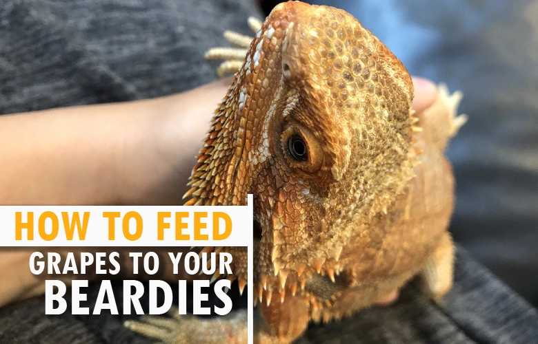 How to feed grapes to your beardies