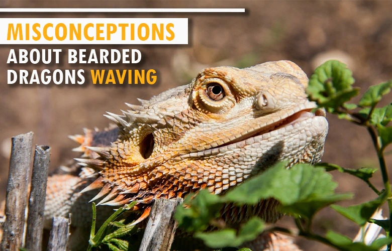 Misconceptions about bearded dragons waving