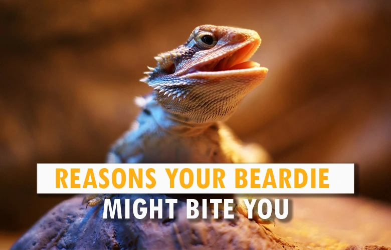 Reasons your Beardie Might Bite You