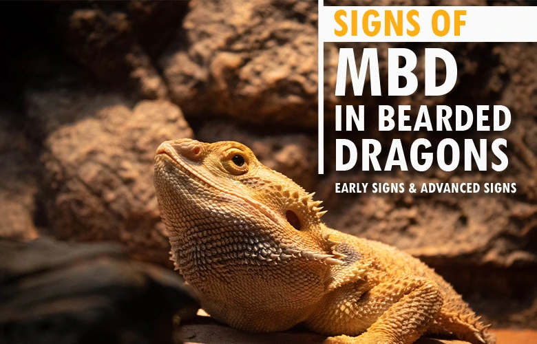 Signs of MBD in Bearded Dragons