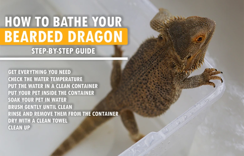 Step-by-Step Guide in How to bathe your Bearded Dragon