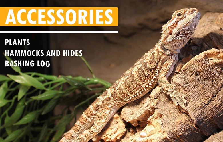 Tank accesories for Bearded dragons