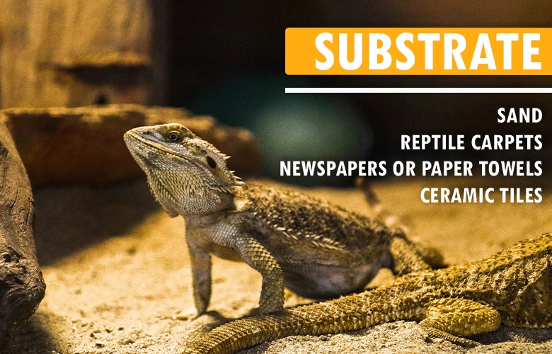 Types of Substrate for Bearded dragons