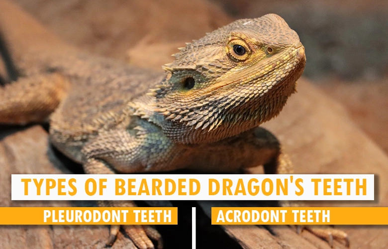 Types of bearded dragon's teeth