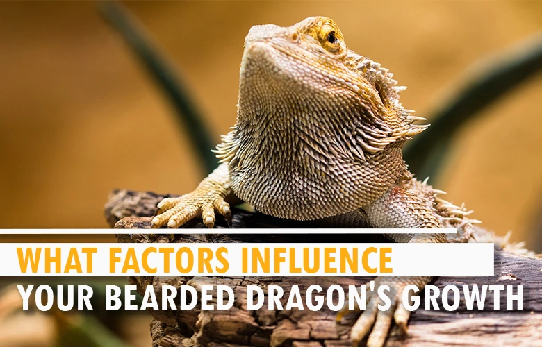 What Factors Influence Your Bearded Dragon's Growth