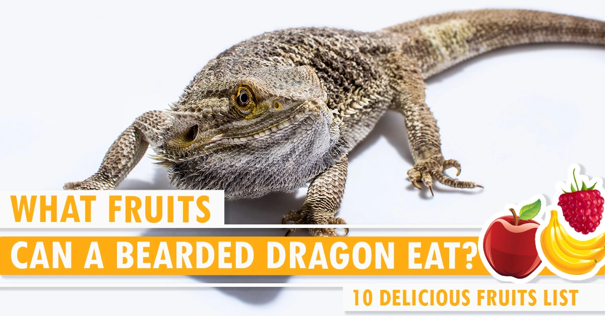 What Fruits Can a Bearded Dragon Eat? 10 Delicious Fruits List