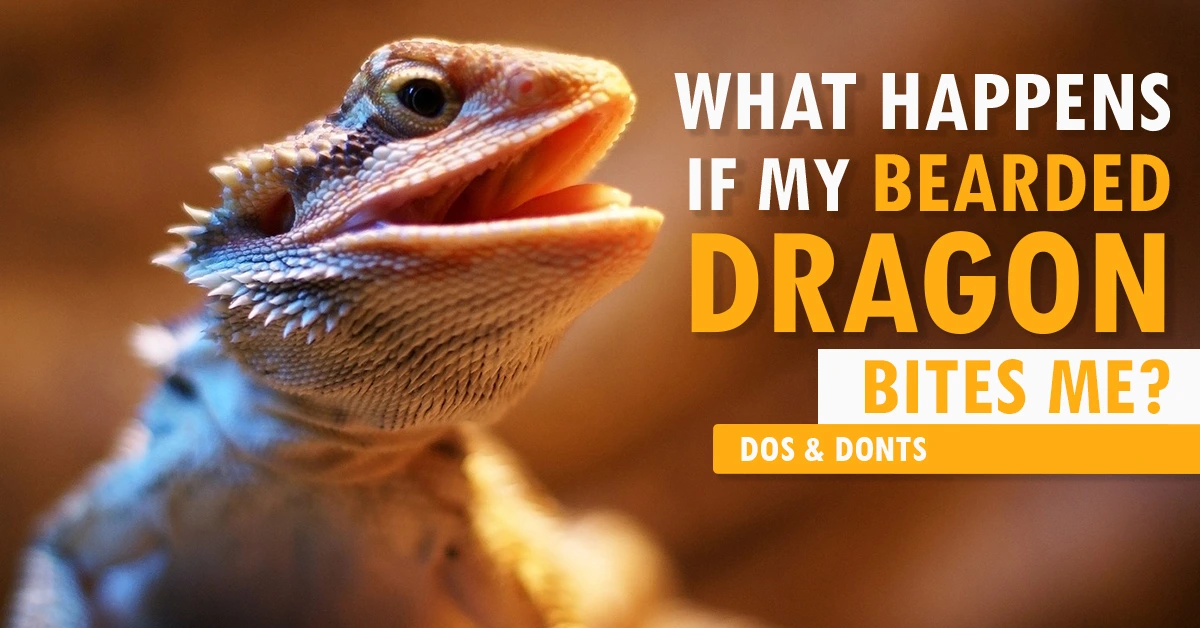 What Happens If My Bearded Dragon Bites Me